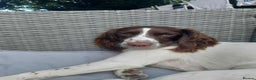 English Springer Spaniel dogs for sale: Springer spaniel looking for her forever home - Advert 1