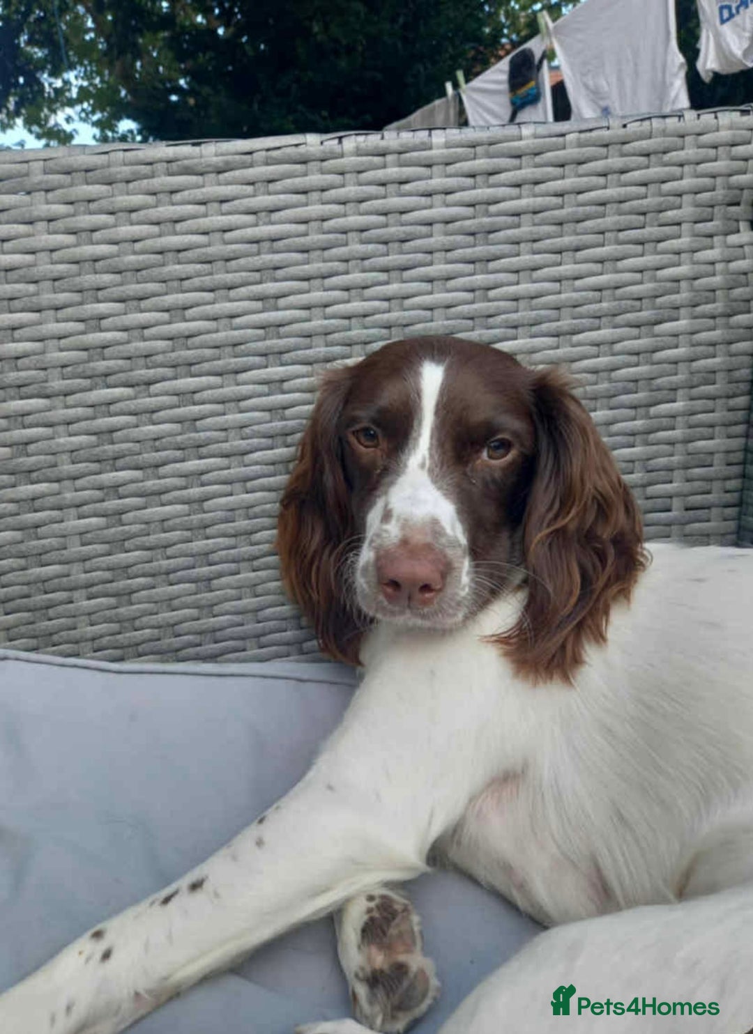English Springer Spaniel dogs for sale: Springer spaniel looking for her forever home - Advert 1