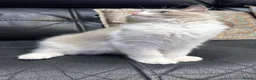 Ragdoll cats for sale:  Tica registered full pedigree ragdolls - Advert 16