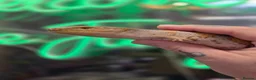 Skink reptiles for sale: Baby Northern blue tounge skinks  - Advert 2