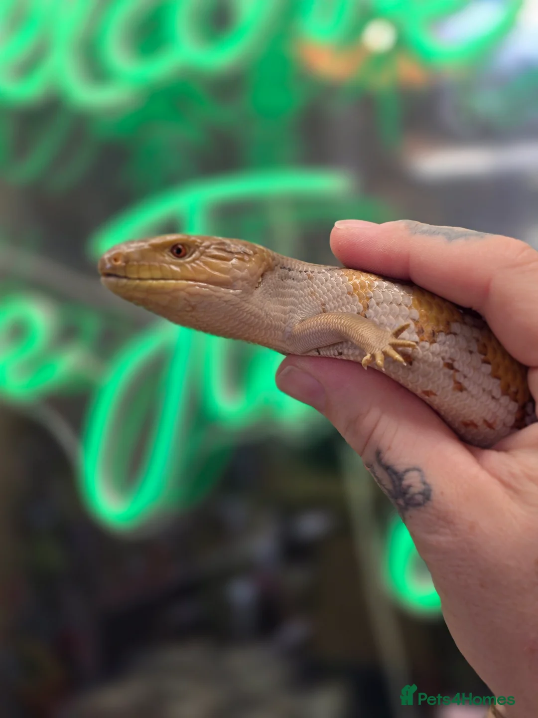 Skink reptiles for sale: Baby Northern blue tounge skinks  - Advert 2