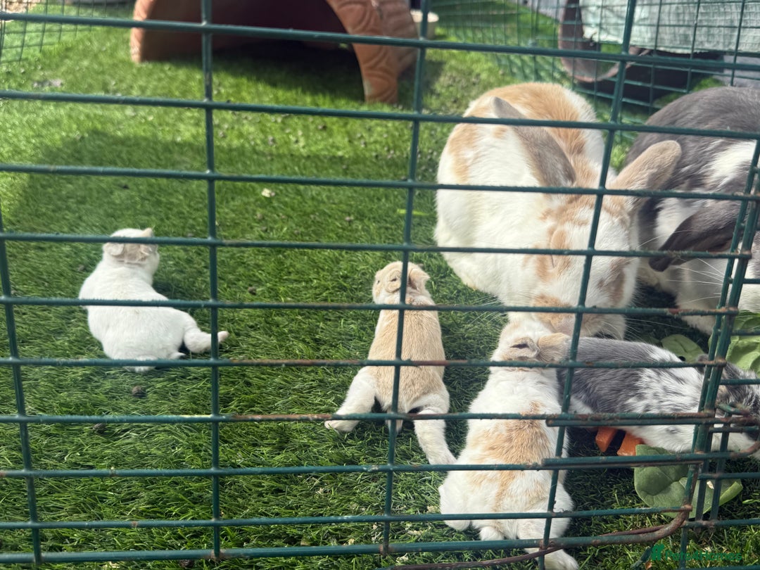 English Lop rabbits for sale: 4x English baby bunny rabbit  - Image 10