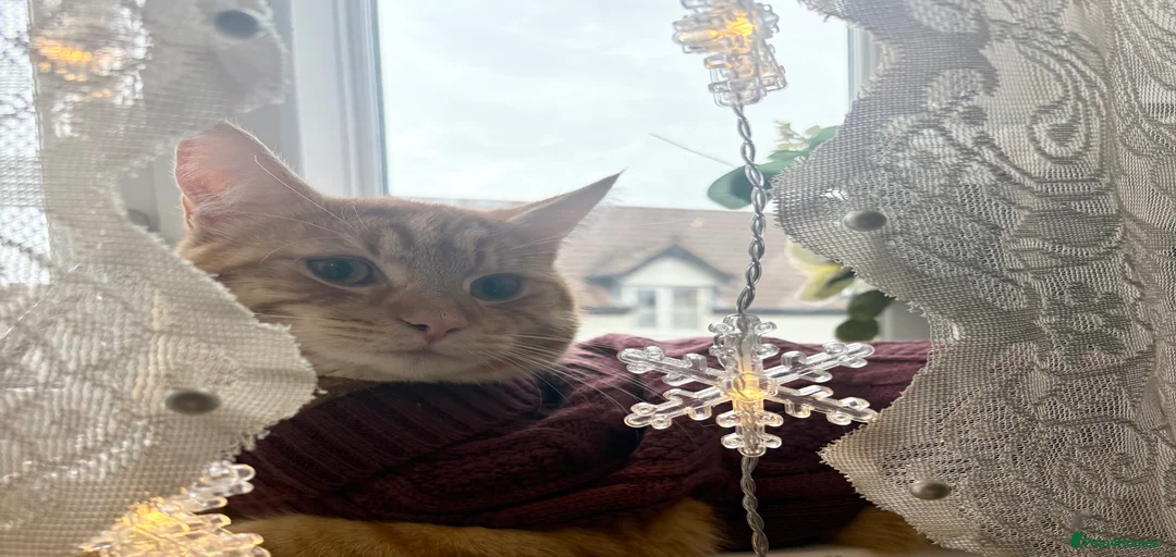 Gallery Image {{count}}