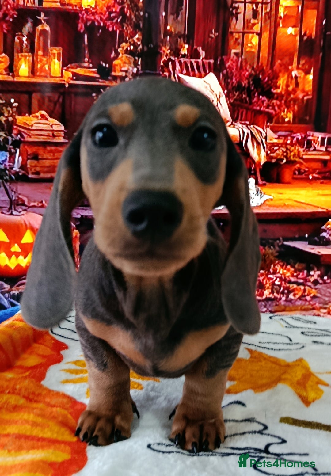 Dachshund dogs for sale: READY NOW STANDARD PRA CLR KC REG MANY CHAMPS - Image 6
