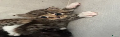 Domestic Shorthair 1