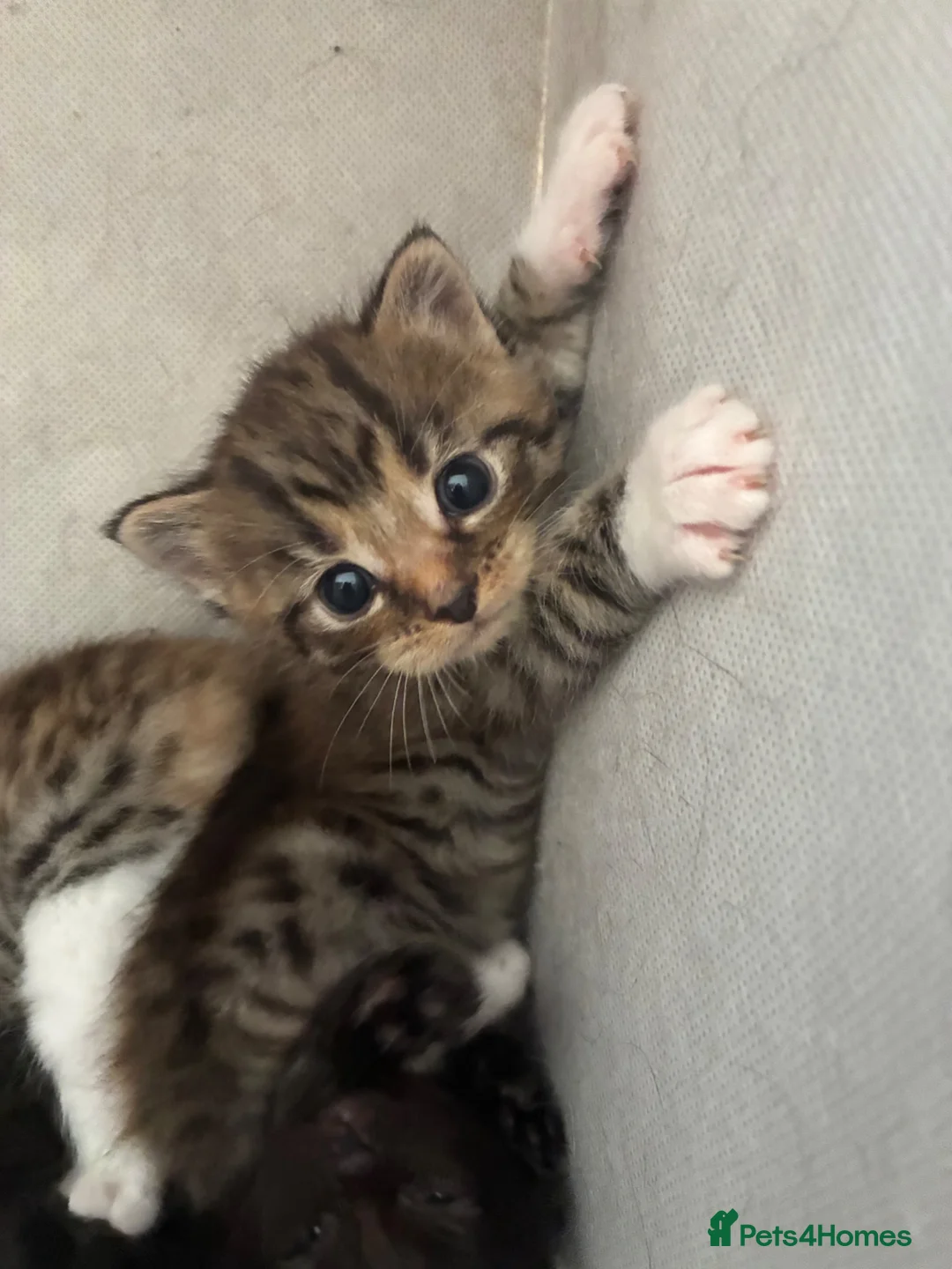 Domestic Shorthair cats for sale: Kittens looking for forever families 🫶🏼 - Advert 16