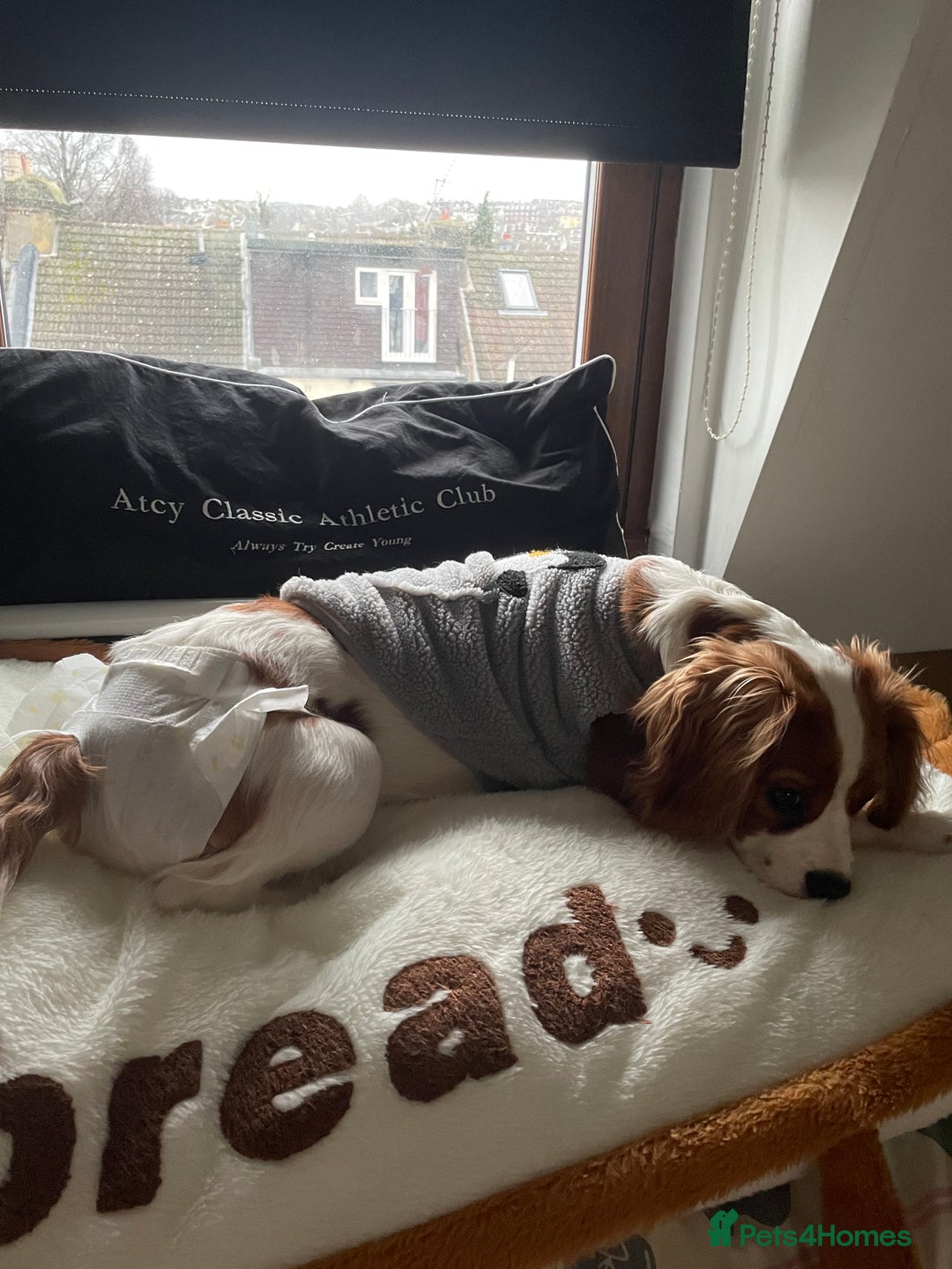 Cockalier dogs for sale: Cavalier Puppy–Loving, Healthy, and Full of Joy - Image 19