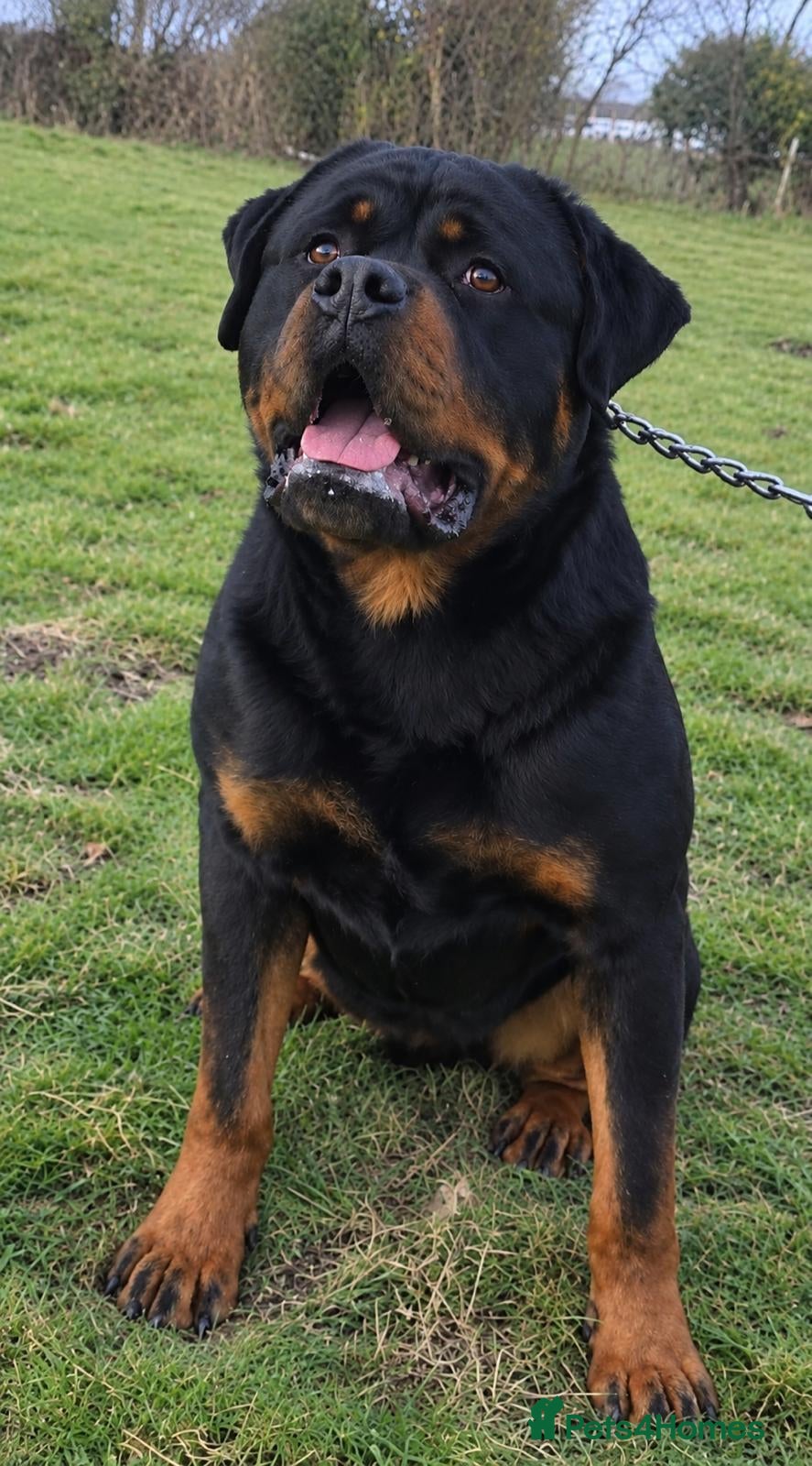 Rottweiler dogs Exceptional Rottweiler Puppies - Advert 2