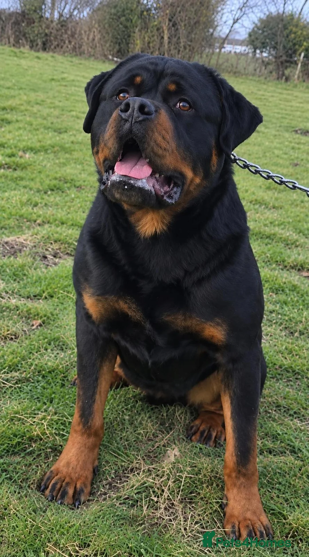 Rottweiler dogs for sale: Exceptional Rottweiler Puppies - Advert 2