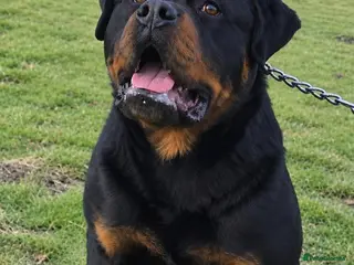 Rottweiler dogs Exceptional Rottweiler Puppies - Advert 2