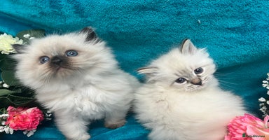 Siberian cats - Advert 4