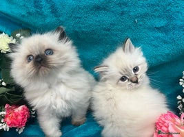 Siberian cats - Advert 4