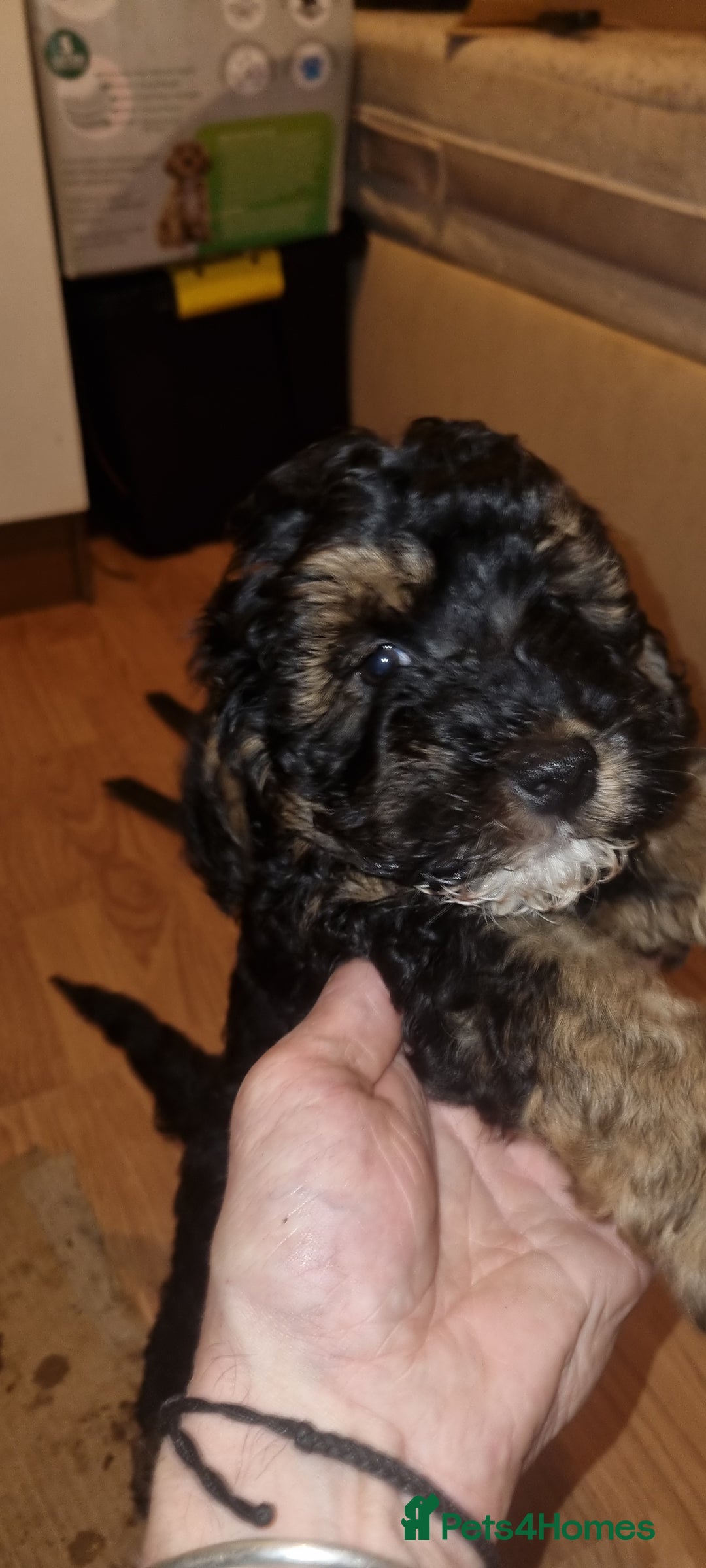 Westiepoo dogs for sale: WESTIEPOOS MAGiCAL X's SUPER SMOOTH SILKY n SOFT - Advert 6