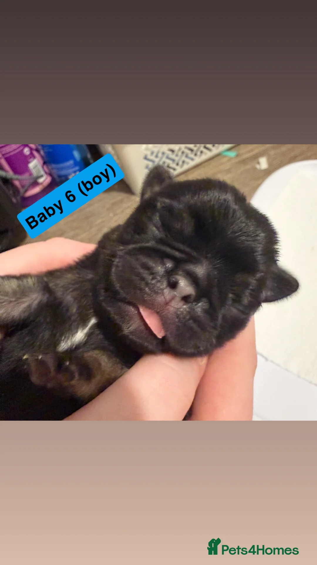 Pug dogs for sale: Pug puppies.  - Advert 5