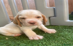 Beagle dogs for sale:  stunning kc reg pups ready midjuly july - Image 25