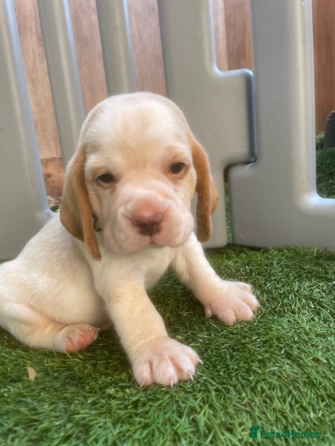 Beagle dogs for sale:  stunning kc reg pups ready midjuly july - Image 25