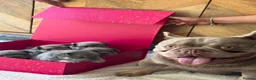 French Bulldog dogs for sale: 5* FRENCH BULLDOGS FOR SALE! - Advert 7