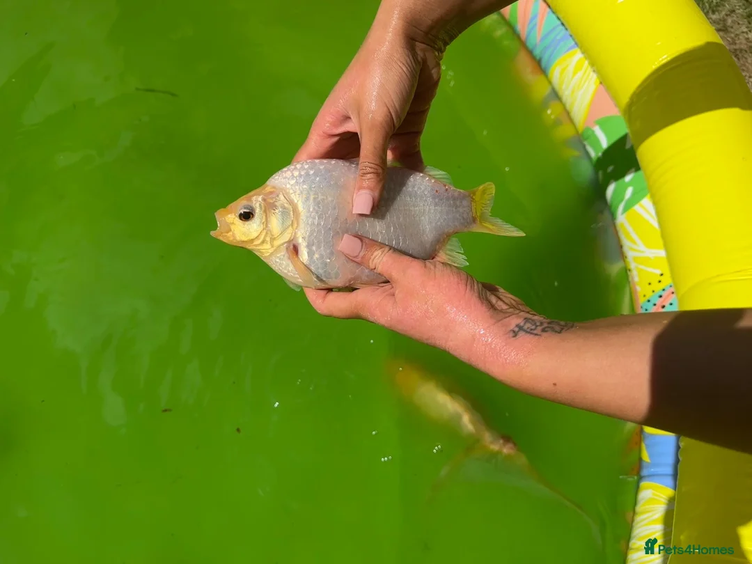 Pond Fish fish for sale: Various different pond fish  - Advert 2