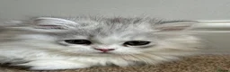 Persian cats for sale: Female kitten  in London - Advert 4