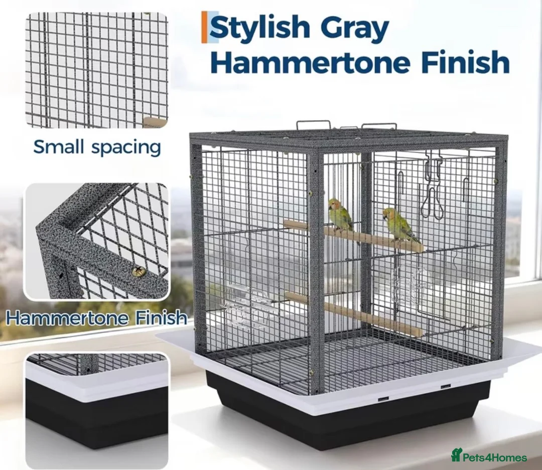 Budgerigars birds for sale: Rainbow helicopters, hand tame baby budgies  - Advert 16