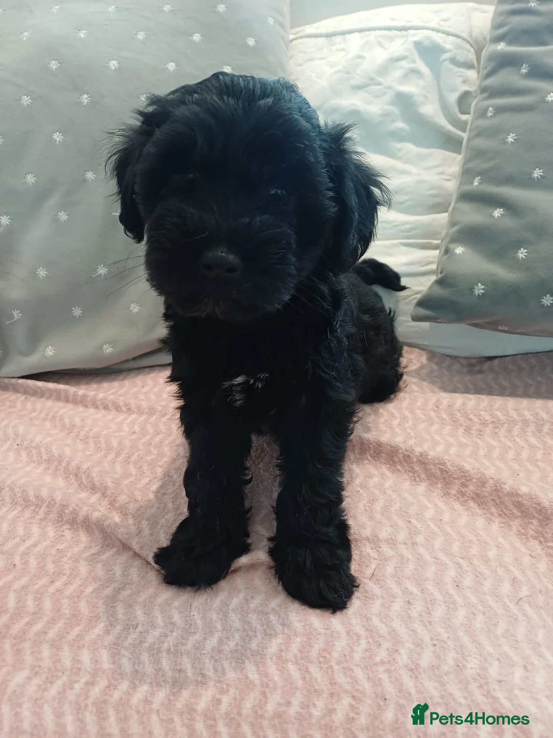 Schnoodle dogs for sale: Stunning Schnoodles  in Bury Saint Edmunds - Advert 2