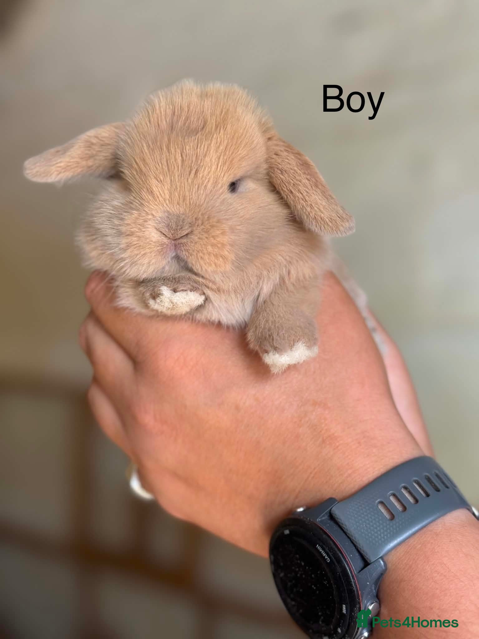Mini Lop rabbits Stunning Mini Lops ready to leave now  - Advert 2