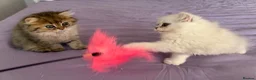 Persian cats for sale: GCCF Registered Persian Kittens Available - Advert 19
