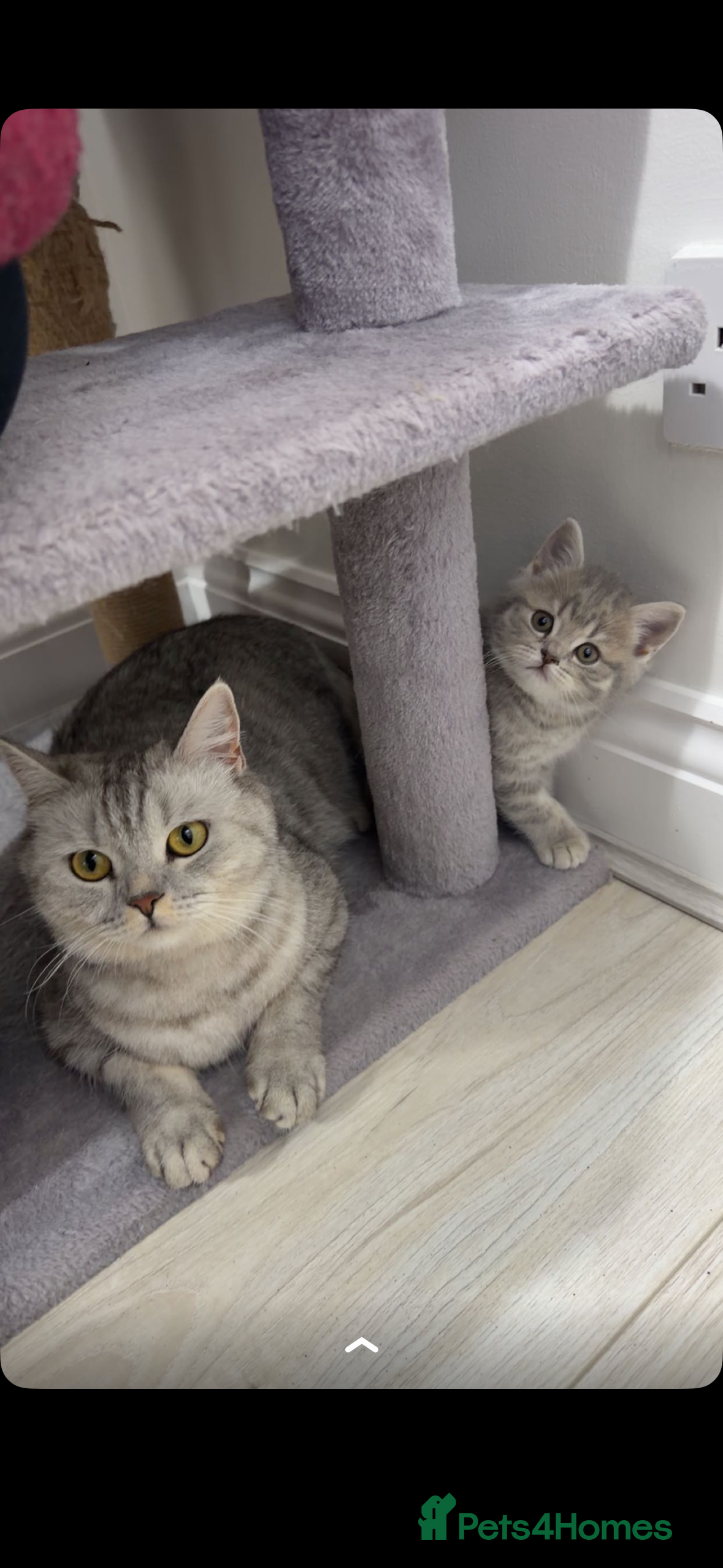 Scottish Fold cats British shorthair and Scottish fold mix  - Advert 2