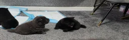 Chow Chow dogs for sale: Kc registered violet chow chows  - Advert 22