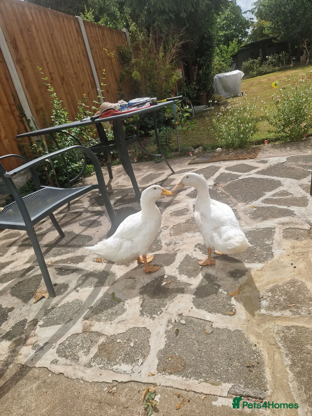 Ducks poultry for sale: 2 female ducks for sale - Advert 7