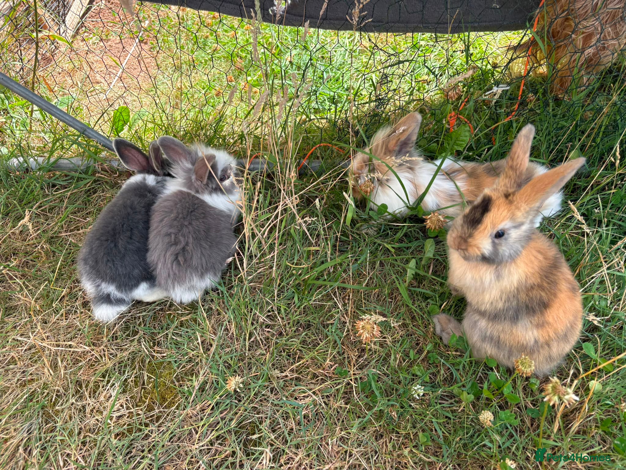 Mixed Breed rabbits Rabbits - Advert 19
