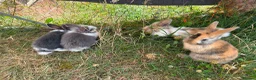 Mixed Breed rabbits for sale: Rabbits in Worcester - Advert 3