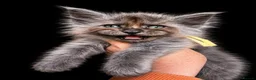 Maine Coon cats for sale: 9 STUNNING BLACK SMOKE MAINE COON CUBS  - Advert 16