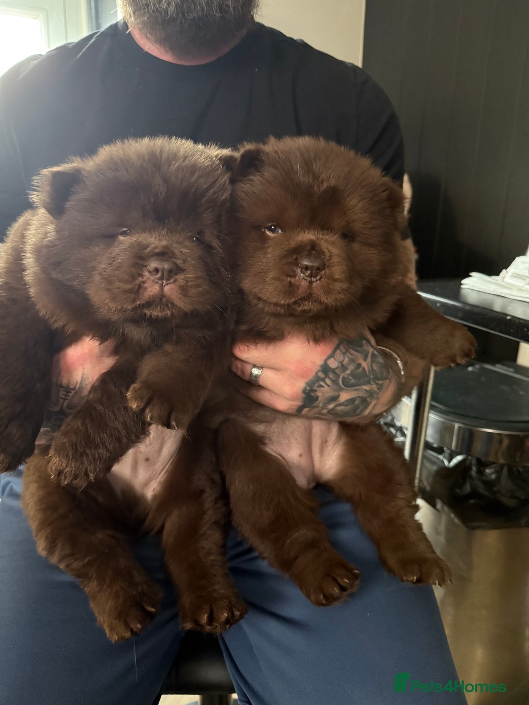 Chow Chow dogs for sale: (READY NOW) Chocolate chow chow female - Advert 3