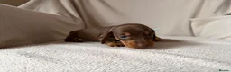 Dachshund dogs for sale: Dachshund puppies for sale - Advert 9