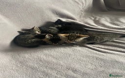 British Shorthair cats for sale: Beautiful kittens - Image 1