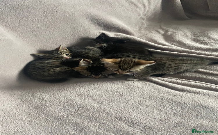 British Shorthair cats for sale - Advert 1