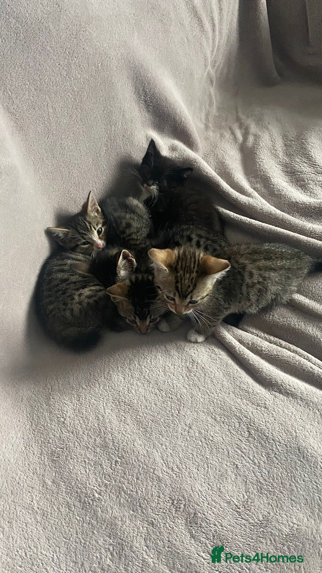 British Shorthair cats for sale: Beautiful kittens - Image 1