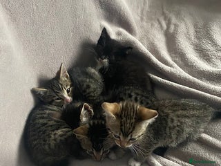 British Shorthair cats - Advert 12