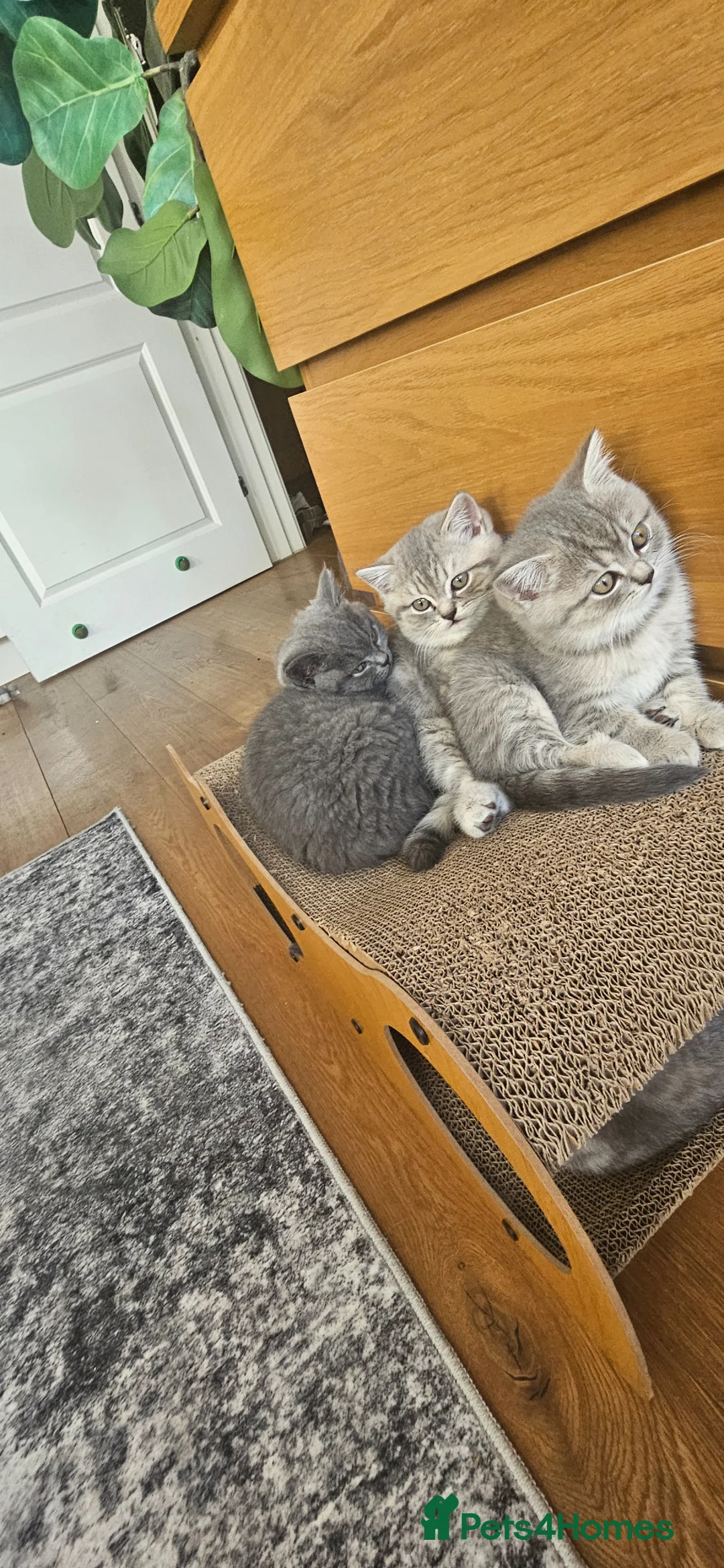 Scottish Fold cats for sale: Kittens for Sale – Healthy and Adorable! 🐱 - Advert 8