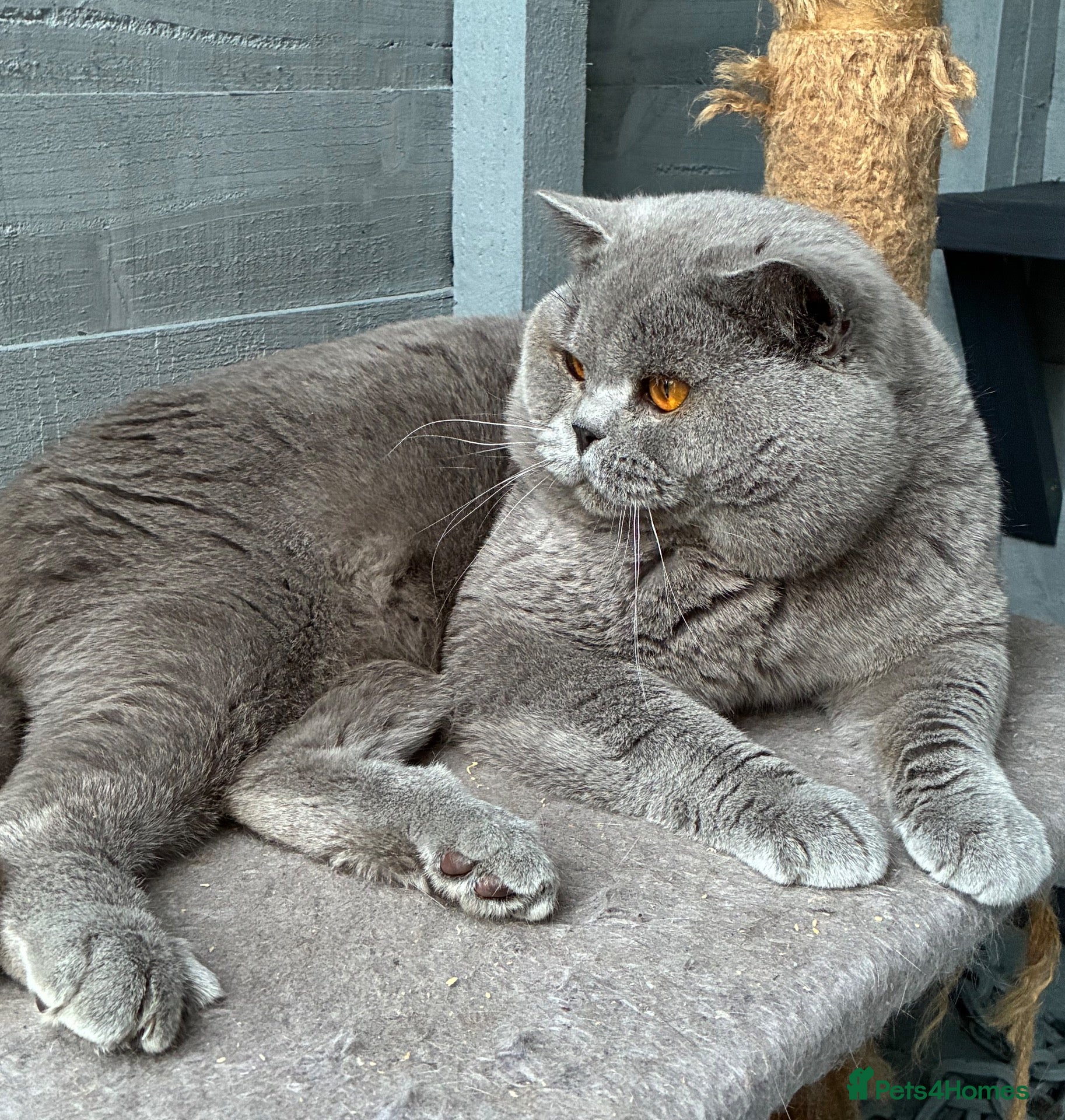 British Shorthair cats 💙🔥 GCCF BLUE STUD BEAUTIFUL BOY  - Advert 1
