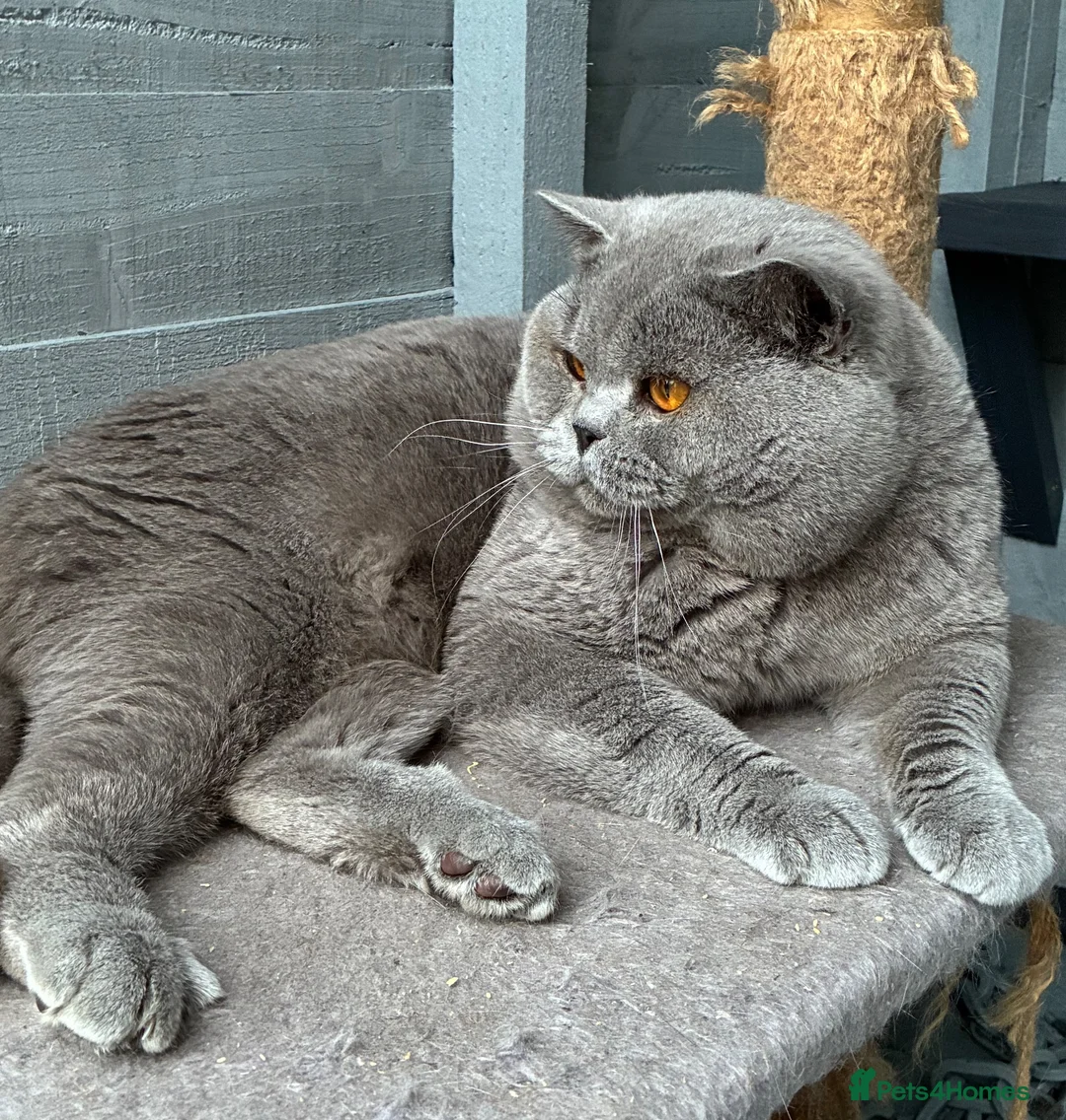 British Shorthair cats for stud: 💙🔥 GCCF BLUE STUD BEAUTIFUL BOY  - Advert 1