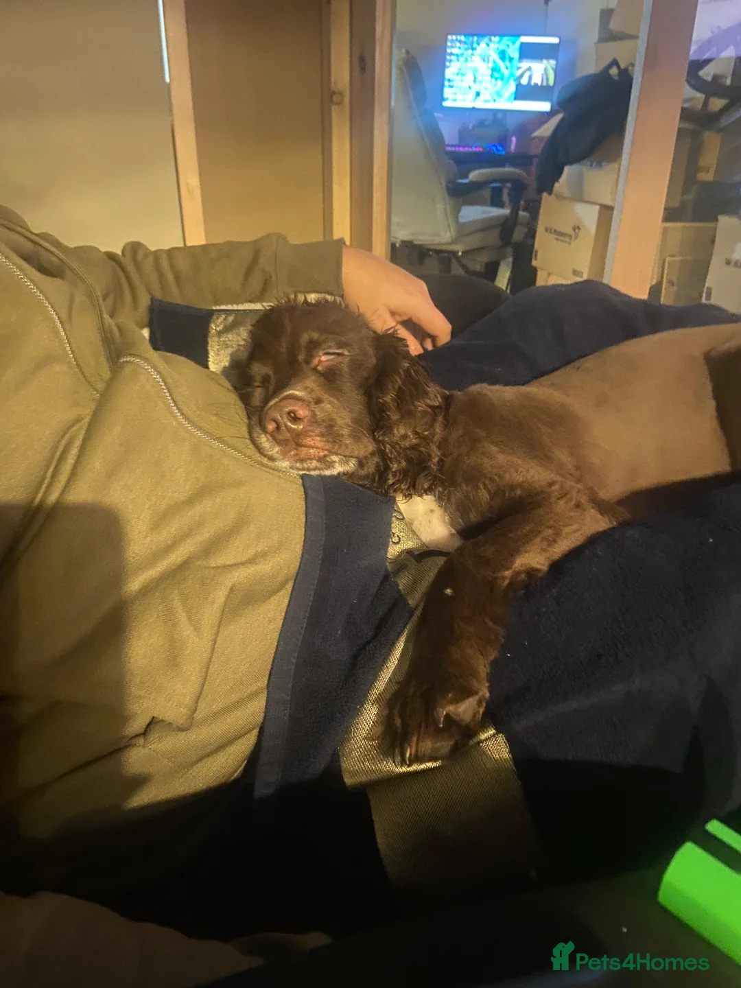 Cocker Spaniel dogs for sale: Beautiful little boy named River - Advert 3
