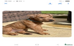Lakeland Terrier dogs for sale: Lakeland Terrier Pup - Image 1