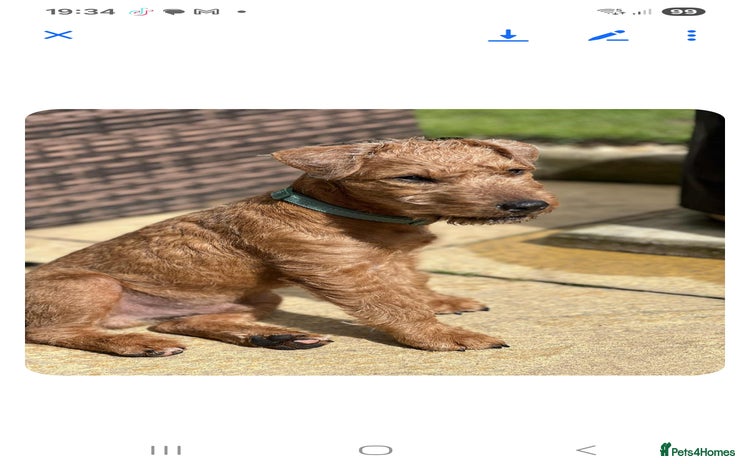 Lakeland Terrier dogs - Advert 1