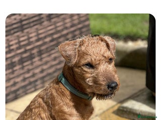Lakeland Terrier dogs Lakeland Terrier Pup - Advert 11