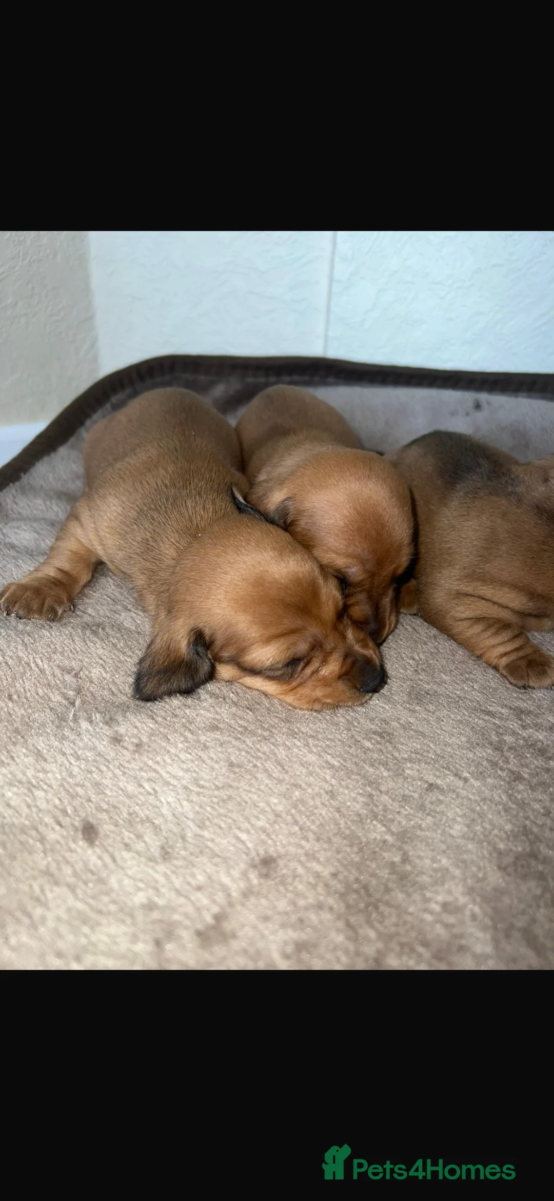 Dachshund dogs for sale: 7 gorgeous minature dachshund puppy’s🐶 - Advert 17