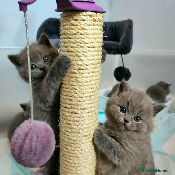 British Shorthair cats BSH GCCF reg pedigree black+ blue ready 18/9 - Advert 2