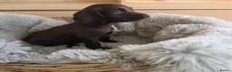 Cocker Spaniel dogs for sale: Working Type Cocker Spaniels - Advert 21
