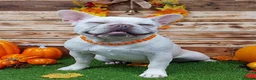 French Bulldog dogs for sale: Beautiful Cream Female - Advert 6